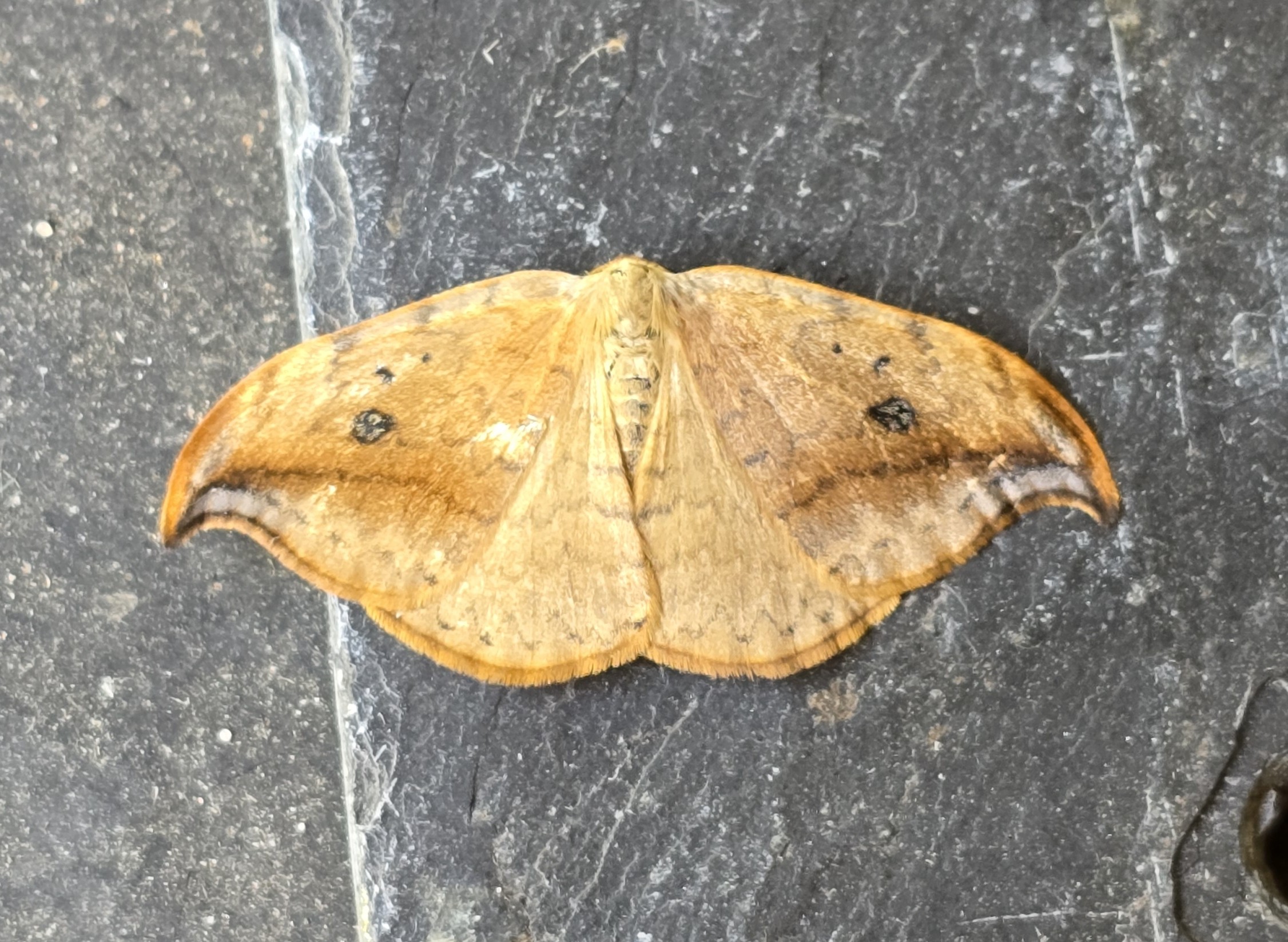 Photo of Pebble Hook-tip (Drepana falcataria)